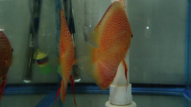 Albino Leopard Snakeskin Discus Fish Breeding Pair ALSS смотреть онлайн