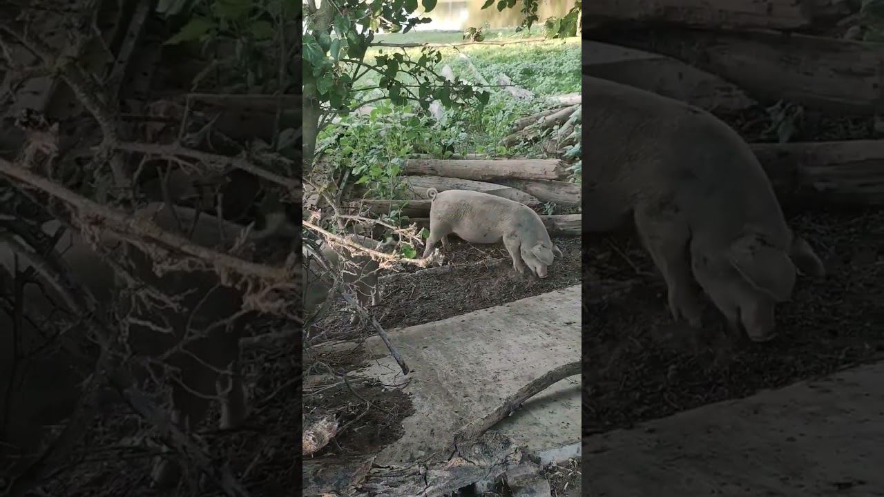 Каникулы на природе