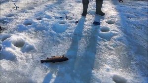 Блесна Вильямс «Семечка» работает на запуске. Ловля форели на верхнем водоёме. Клёвое место лосиный