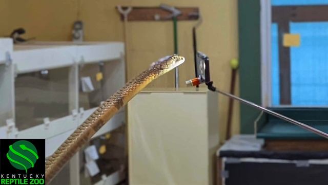 A King Cobra named Puppy! смотреть онлайн