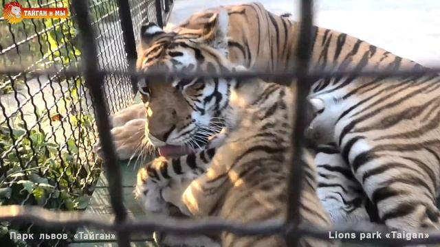 Тигрица Скарлетт - великолепная мама! Ужин у тигрят! Тайган. Lions Life In Taigan.