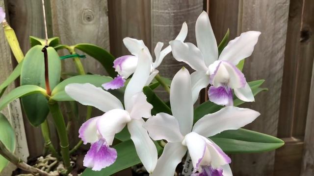 Cattleya intermedia разновидности и немного об уходе