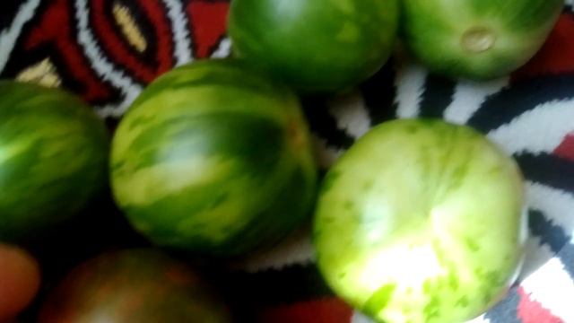 17 августа 2018 г.Цзи-ю Яшма Фиолетовый сорт помидора,устойчив к болезням. смотреть онлайн