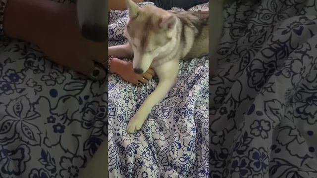 Наша проказница Боннита(хаски) снова залезла к нам на кровать!) смотреть онлайн
