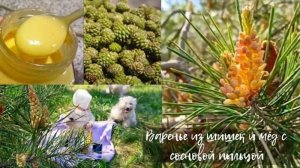 Варим варенье из шишек и делаем мёд с сосновой пыльцой