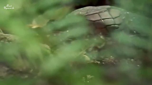 এই দুই ভয়ংকর সাপের লড়াইয়ে কে জিতবে ? KING COBRA VS BLACK MAMBA | King cobra | Black mamba смотреть онлайн