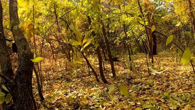 Осенний листопад в Full HD 1080р 240 fps. Замедленная съемка. Краски осени. Релакс-видео. смотреть онлайн