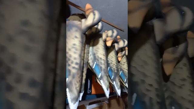 флюгера уток. самки. смотреть онлайн