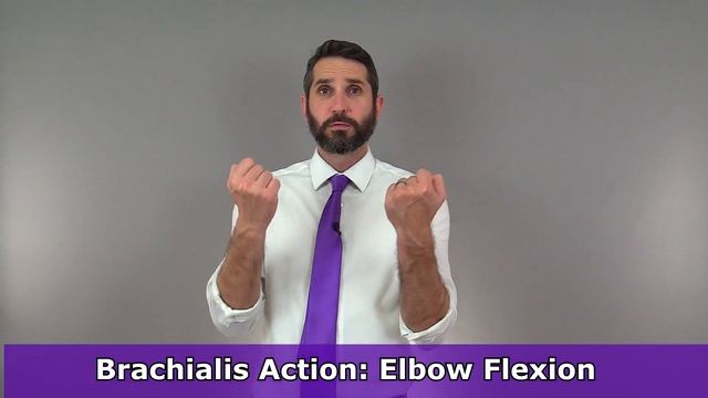 Brachialis Muscle Anatomy: Origin, Insertion, Workout Exercise, Action смотреть онлайн