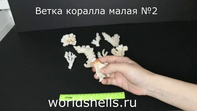 Веточка коралла малая №2 смотреть онлайн