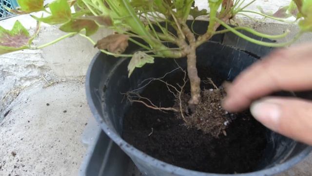 Пересадка пеларгоний из грунта в горшки смотреть онлайн
