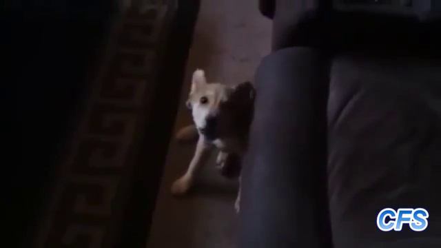 Собачьи разговоры Забавное видео смотреть онлайн