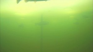 Ловля форели зимой. Ловля форели подводная съёмка.