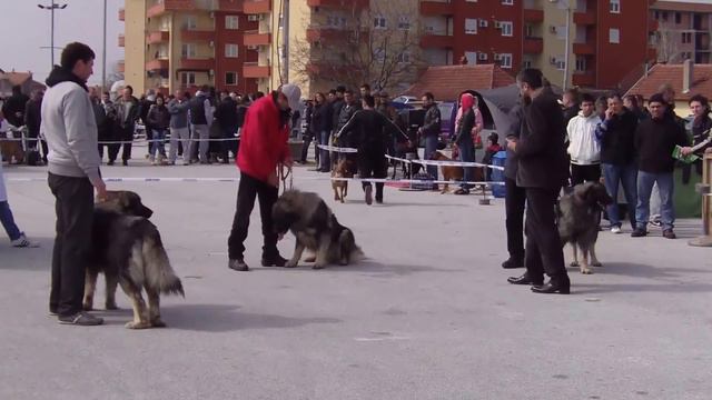 International CACIB Dog Show Jagodina 🏆 Astor, Astra Tyson and Lea 💖 смотреть онлайн