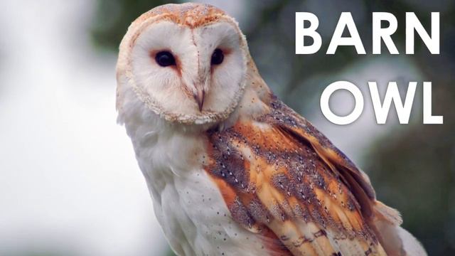 What does a Barn Owl sound like? смотреть онлайн