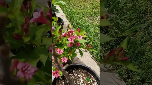 Early Season Show Stopper; The Red Prince Weigela! смотреть онлайн