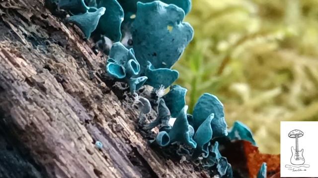 Clorociboria aeruginascens смотреть онлайн
