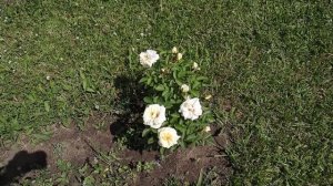 Кандские розы   ТОП 5! Удивительная роза Джей Пи Коннел!  Но не без недостатков!!