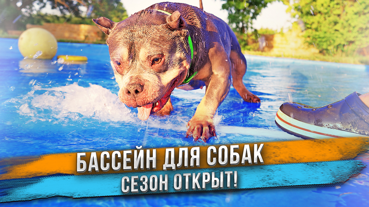 Бассейн для наших собак - открыт! Реакция собак! смотреть онлайн