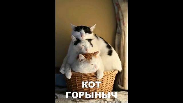 Лютые приколы. Кот в туалете с айфоном смотреть онлайн