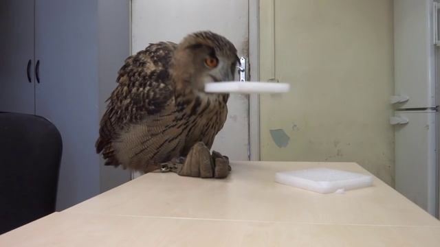 Филин Ёлка страдает фигнёй