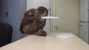 Филин Ёлка страдает фигнёй