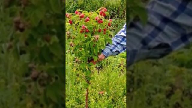 10 кг малины с куста. Малиновое дерево. смотреть онлайн