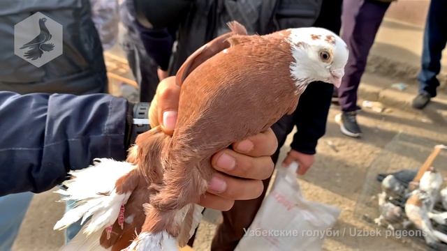 Птичий рынок г. Ташкент - ГОЛУБИ (04.12.2021) / Uzbek Pigeons / Usbekische Tauben