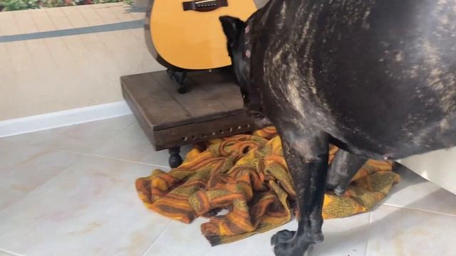 Cane Corso rough play games apple spiel / Кане Корзо игра / молоссы собаки dog hund molosse смотреть онлайн