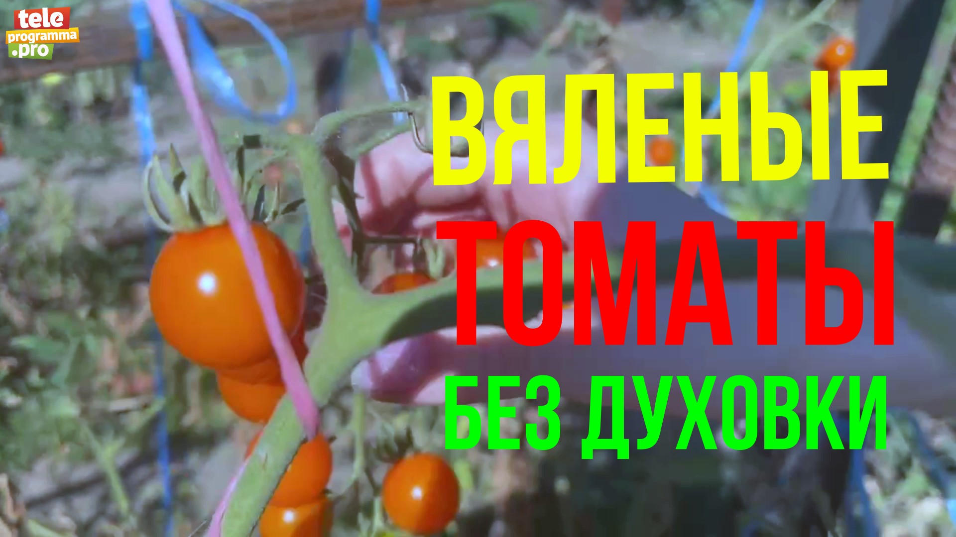 Вяленые томаты без духовки смотреть онлайн