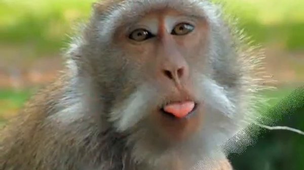 Обезьяна — Monkey