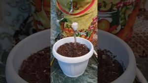 Драцена. Формирование кроны, размножение