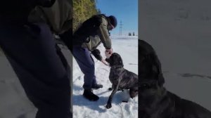 Один из самых сильных укусов, составляет 49.21кг/см2.  #canecorsomastiff #dog #собака #эльза
