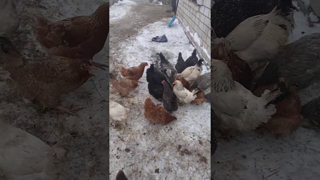 Куры доминант - несушки смотреть онлайн