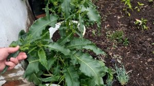 КОНСКИЙ ЩАВЕЛЬ  ЛЕЧЕБНЫЕ СВОЙСТВА