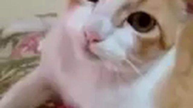 Кот подпевает смотреть онлайн