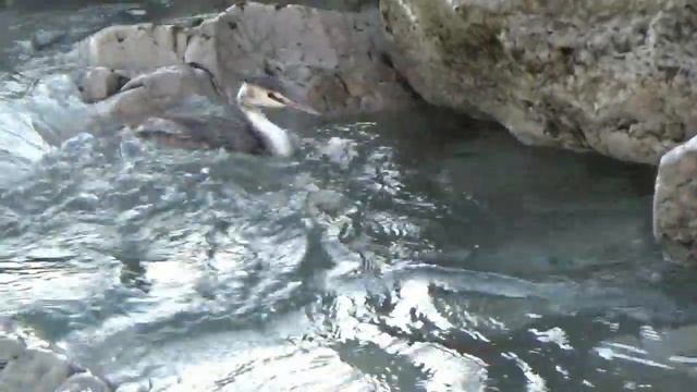 В гости приплыла.Туапсе 8 марта 2020г. смотреть онлайн