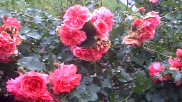 Розовые розы под дождем смотреть онлайн