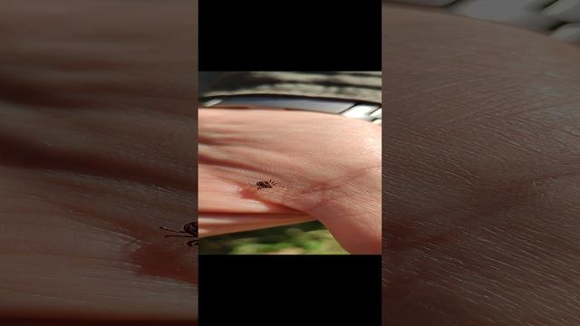 Их много в лесу даже в конце сентября! Осторожнее! смотреть онлайн