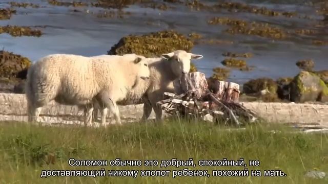 Значение имени Соломон. Толкование, судьба, характер смотреть онлайн