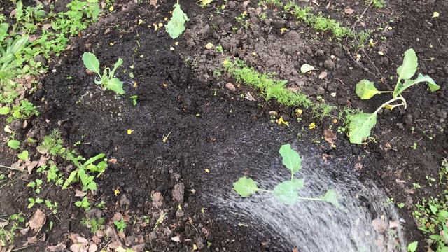 Обзор всех моих новых растений и немного дачных дел смотреть онлайн