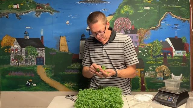 Microgreen Cilantro from Split Seeds смотреть онлайн