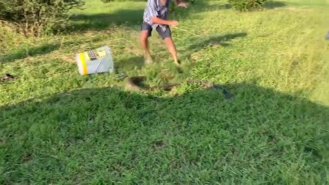 Southern African Python Strikes Handler || ViralHog смотреть онлайн