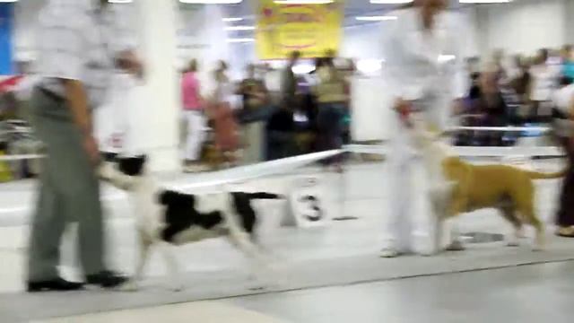 Белые Ночи - 2011, Амстаффы, Сравнение на CACIB (Суки) смотреть онлайн