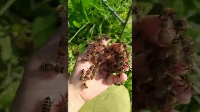 как перестать боятся пчёл #dobrosot смотреть онлайн