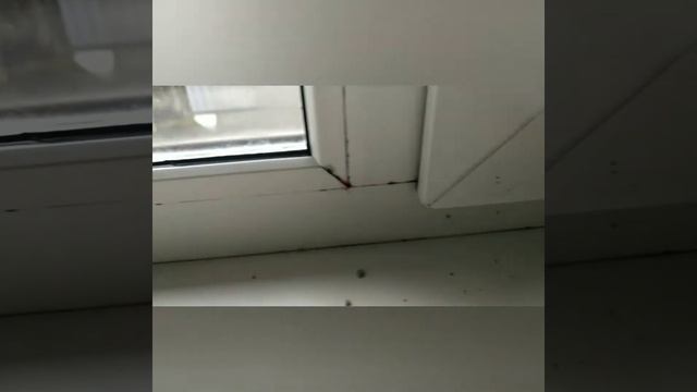 Плачут пластиковые окна. 100% решение проблемы. смотреть онлайн