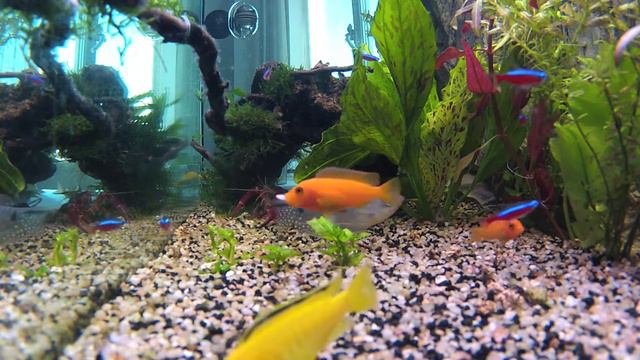 Аквариум 05.06.12.mov смотреть онлайн