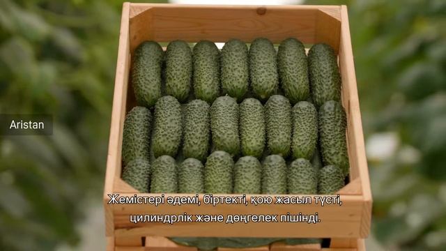 БЕЙО | Новинки ассортимента огурцов 2020 (KAZ subtitle) смотреть онлайн
