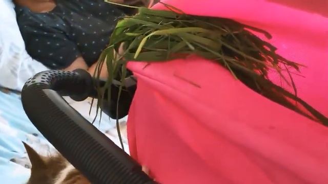 КВАРТИРНОМУ КОТУ ПРИНОСЯТ ЗЕЛЕНУЮ ТРАВУ ПОРЕЙ С УЛИЦЫ. смотреть онлайн