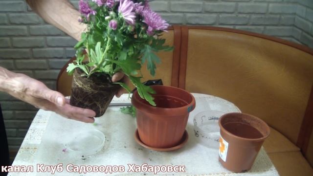 Комнатная Хризантема . Почему ее надо сразу пересадить ! смотреть онлайн